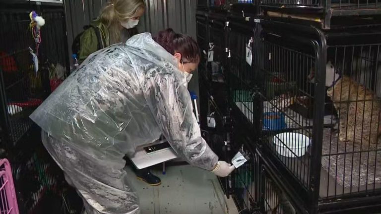 Polícia aponta quase o dobro de eutanásias de cães e gatos em Canoas na gestão de ex-secretária