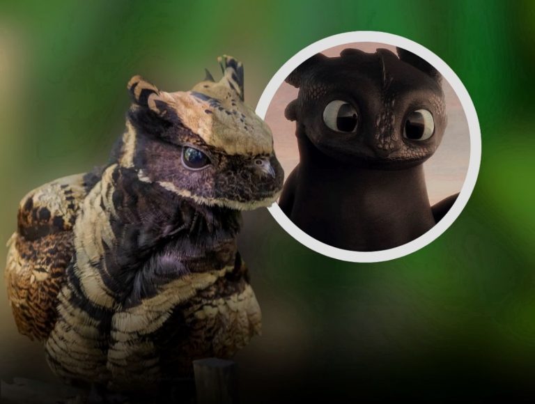 Ave exótica viraliza por lembrar personagens da animação Banguela do filme “Como Treinar o Seu Dragão”