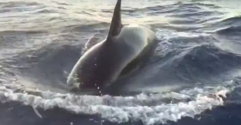 Grupo de orcas afunda barco de família no Oceano Atlântico, próximo à costa de Portugal