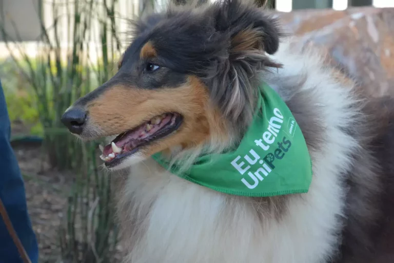 Unimed-RS lança plano de saúde veterinário com atendimento para cães e gatos