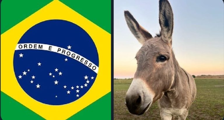 Jumentos enfrentam risco de extinção funcional no Brasil após queda de 94% na população