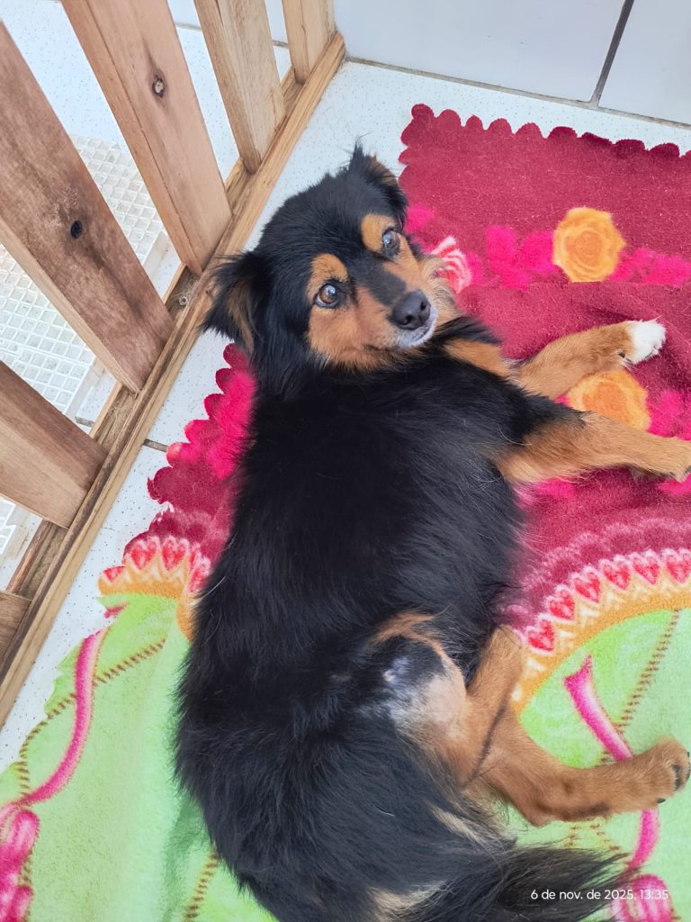 Após novo procedimento, custo da cirurgia de cão atacado por pitbull em Roca Sales aumenta e ONG reforça apelo por doações
