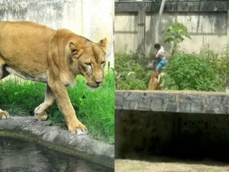 Leoa que atacou invasor na Paraíba não será sacrificada