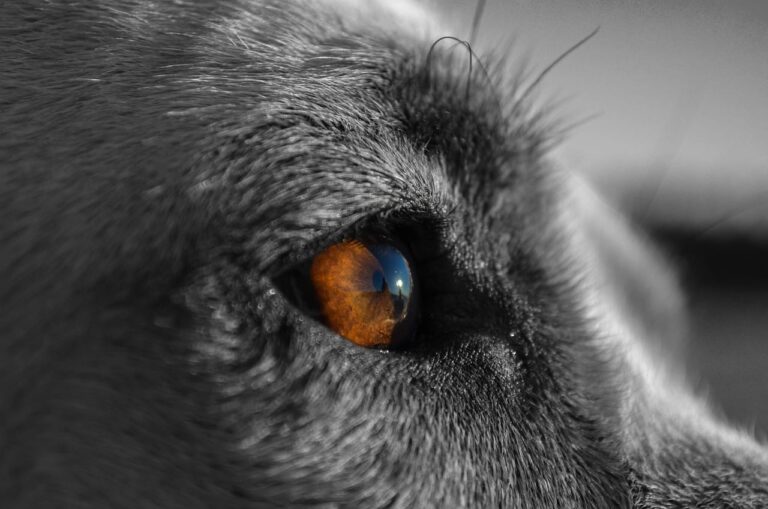 Moradores protestam após morte de 17 animais por envenenamento e tiros de chumbinho