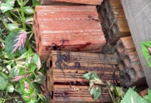 Filho mata mãe de 74 anos a pedradas após atraí-la com morte de cão