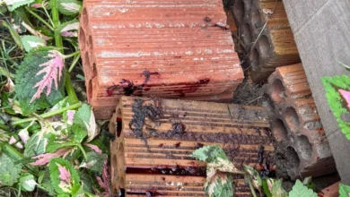 Filho mata mãe de 74 anos a pedradas após atraí-la com morte de cão