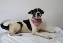 Canil de Lajeado abre portas neste domingo para adoção de 300 cães