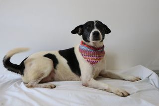 Canil de Lajeado abre portas neste domingo para adoção de 300 cães