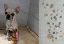 Cadela engole 55 pedras de crack e tutora é presa em Santa Catarina