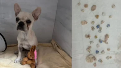 Cadela engole 55 pedras de crack e tutora é presa em Santa Catarina