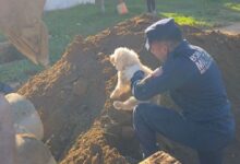 Poodle é resgatado após ficar preso em tubulação de esgoto em Bagé