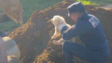 Poodle é resgatado após ficar preso em tubulação de esgoto em Bagé