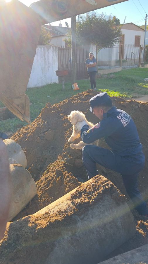 Poodle é resgatado após ficar preso em tubulação de esgoto em Bagé