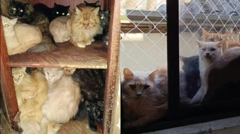 Mais de 400 gatos doentes são encontrados em apartamento no Oeste de Santa Catarina