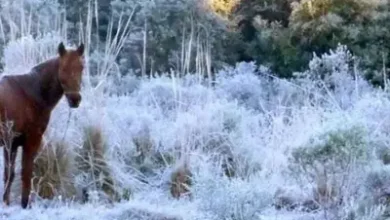 Temperatura cai abaixo de zero no RS; primeira onda de frio de 2026 avança sobre o Estado