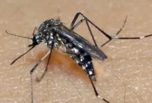 RS confirma segunda morte por dengue em 2026; vítima é de Guaporé