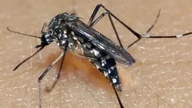RS confirma segunda morte por dengue em 2026; vítima é de Guaporé