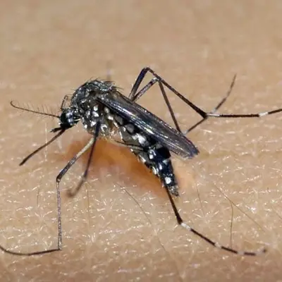 RS confirma segunda morte por dengue em 2026; vítima é de Guaporé