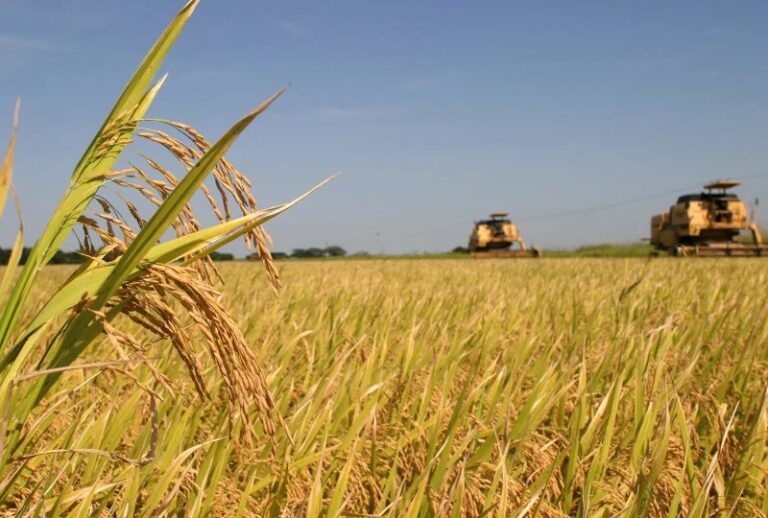 Colheita de arroz encerra no RS com preços pressionados e mercado parado