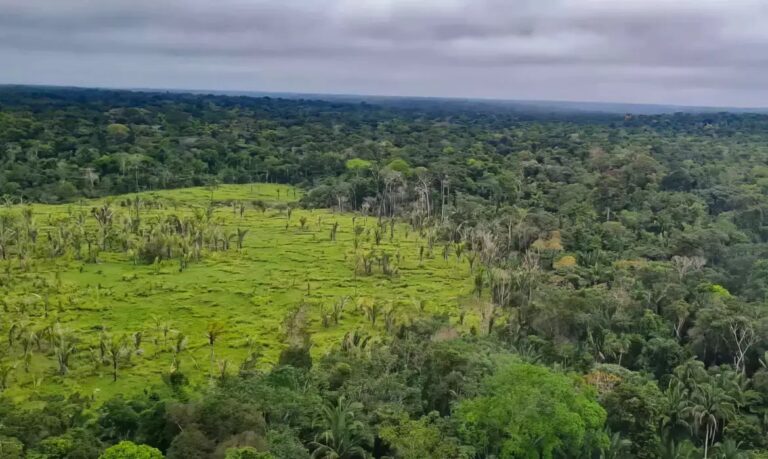 Desmatamento na Amazônia cai 61,4% em maio