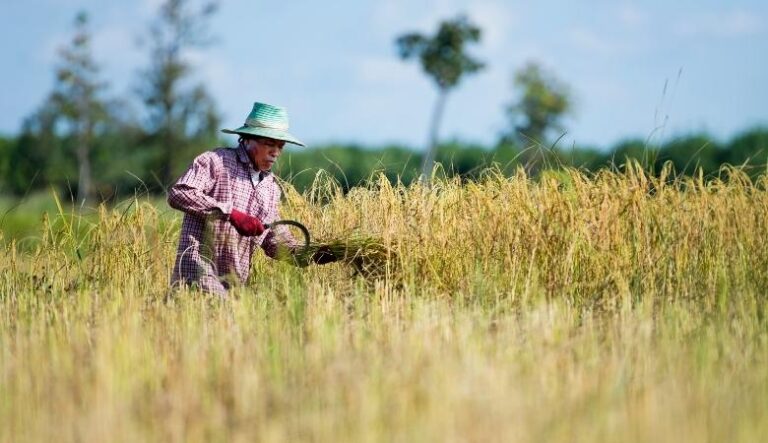 Governo federal lança Plano Safra 2026/2027 com R$ 525,1 bilhões para agricultura empresarial
