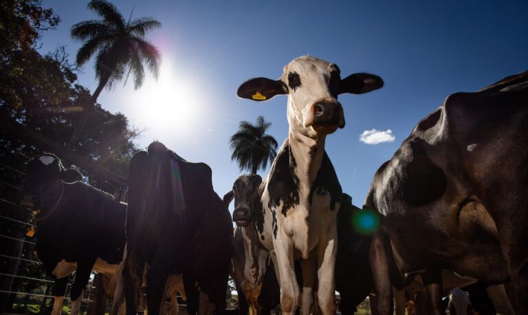 Carne brasileira será vetada pela União Europeia a partir de setembro