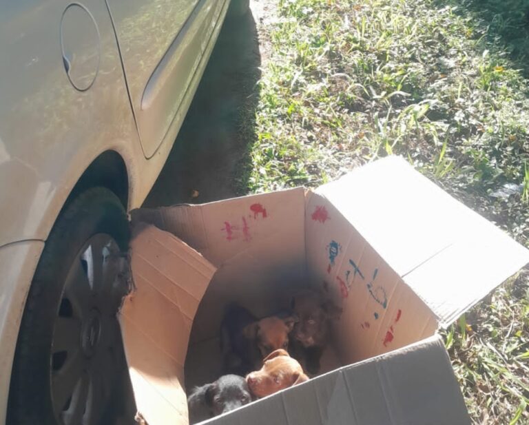 Filhotes abandonados em rodovia são resgatados após denúncia em Encantado