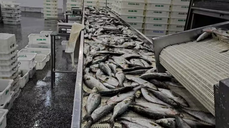 Ibama apreende 104 toneladas de peixe ilegal e aplica R$ 6 milhões em multas no RS
