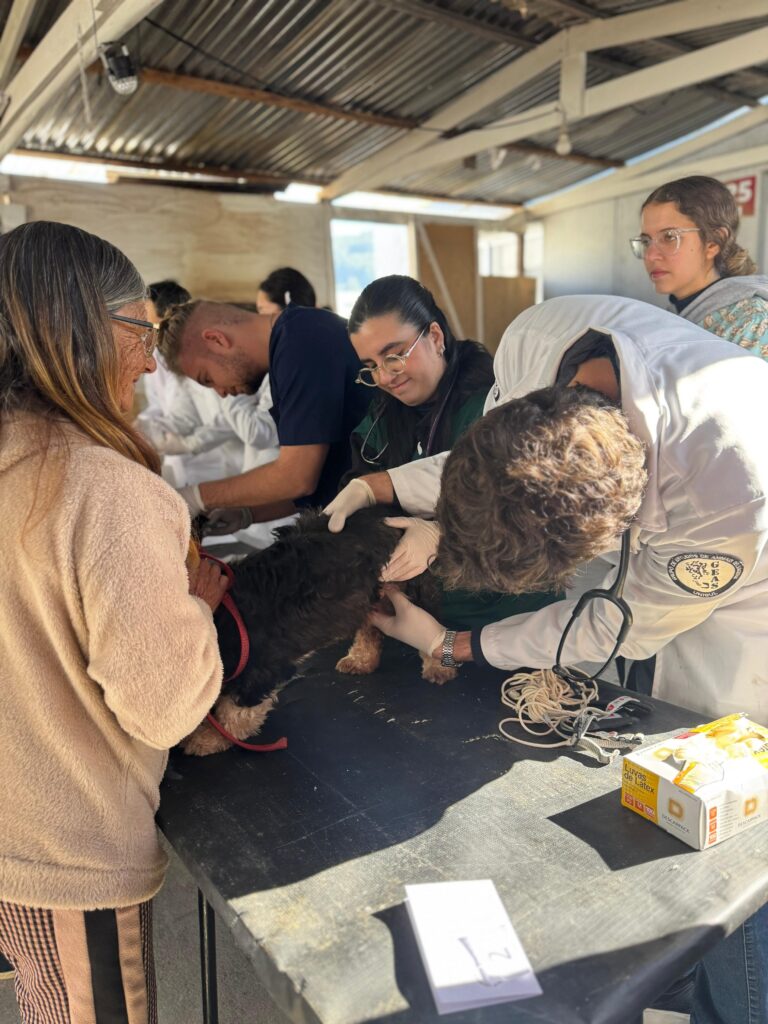 Ação de saúde animal atende famílias dos módulos habitacionais do Bairro São José