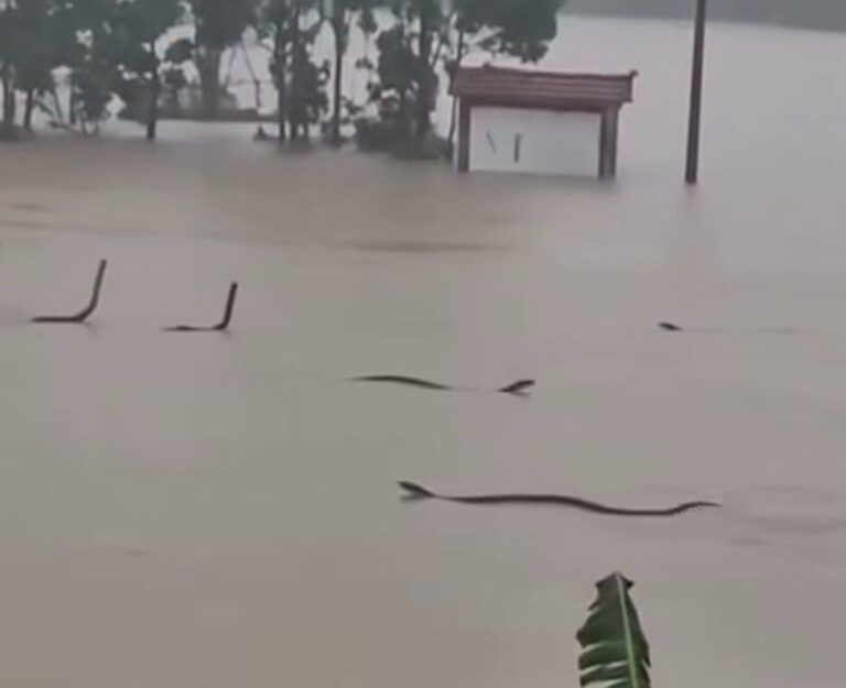 Enchentes liberam cerca de 900 cobras de criadouro na China e moradora morre após picada