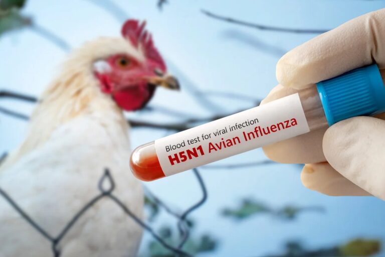 RS confirma gripe aviária em aves de subsistência, mas comércio avícola não é afetado