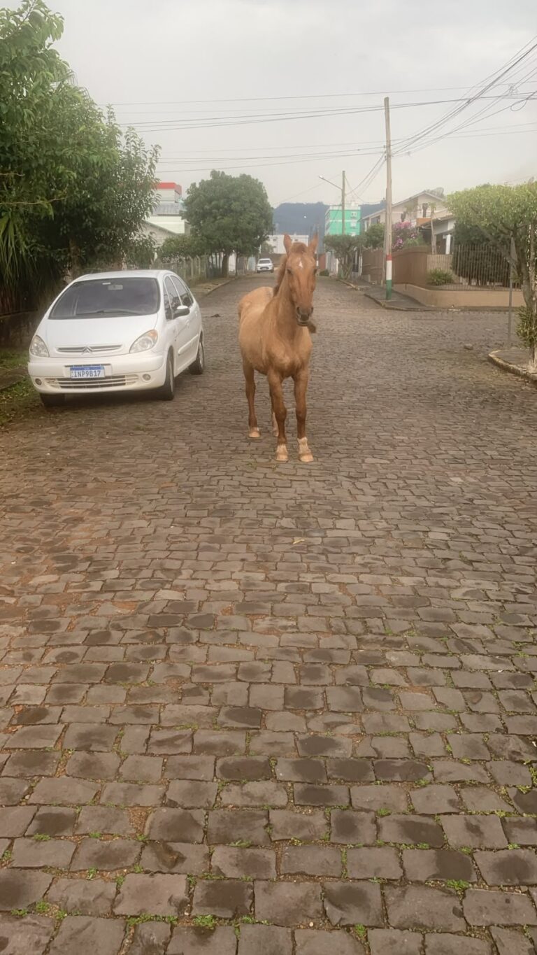 Causa Animal intensifica fiscalização de cavalos soltos e alerta tutores em Encantado
