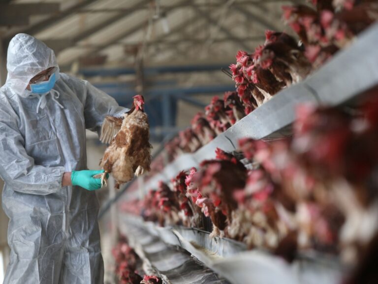 Gripe aviária leva Uruguai a reforçar cuidados com animais silvestres