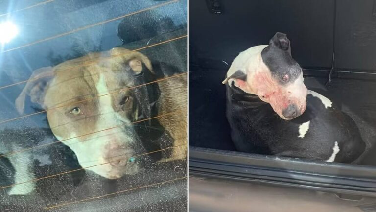 Homem de Bento Gonçalves morre após ataque de três pitbulls