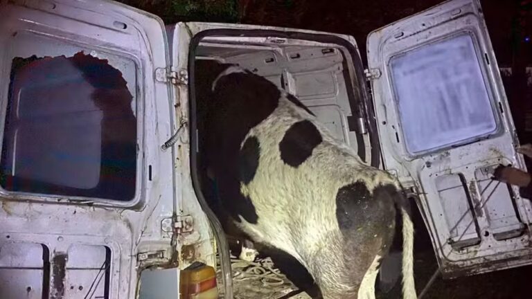 Vaca furtada é achada dentro de Fiorino após acidente e fuga no RS