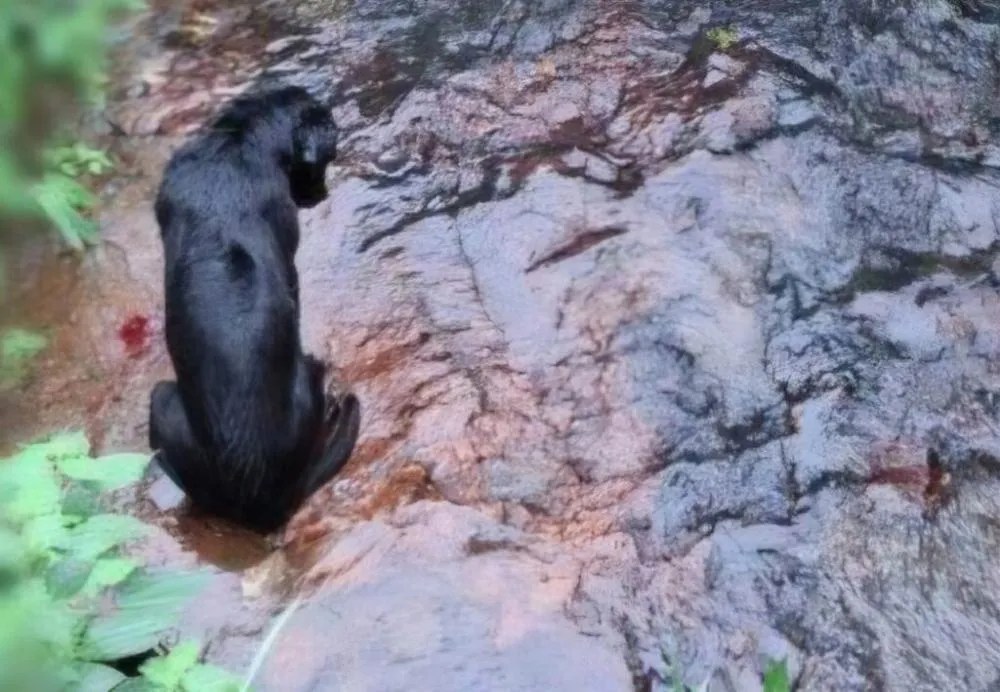 Cão é encontrado ferido à beira de córrego em Nova Petrópolis após ser agredido.