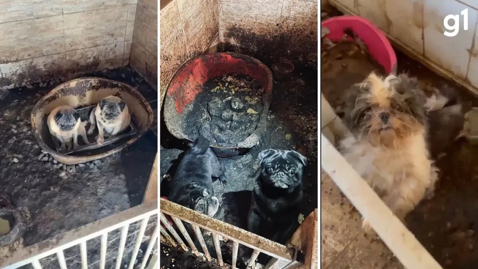 Cães resgatados em situação de maus-tratos são mantidos em bacias e recipientes precários durante operação de resgate.